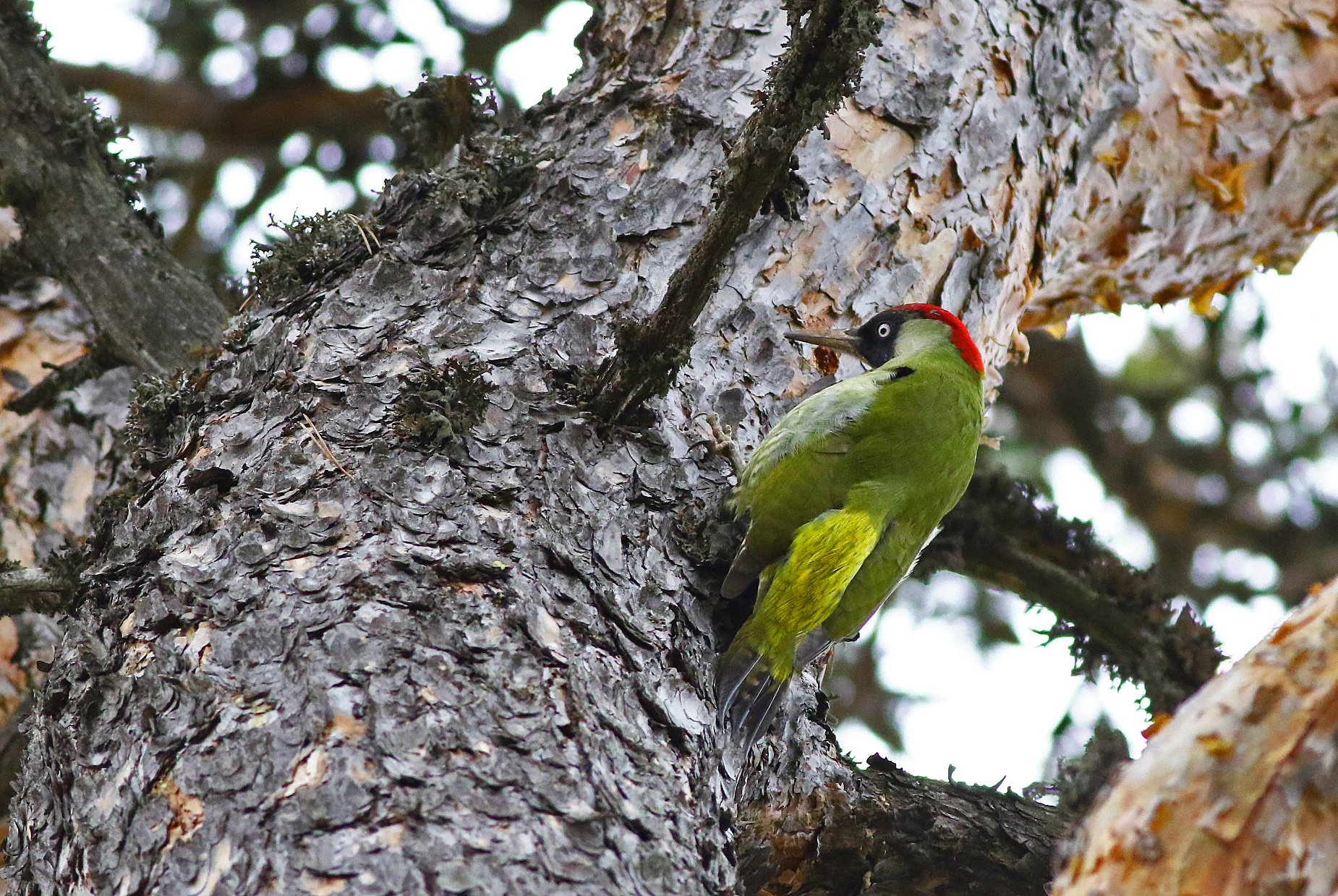 Eurasian Green Woodpecker